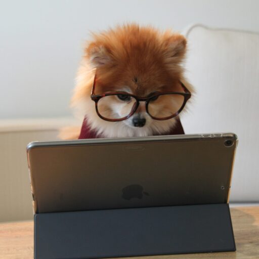 A pomeranian wearing glasses and working on an iPad