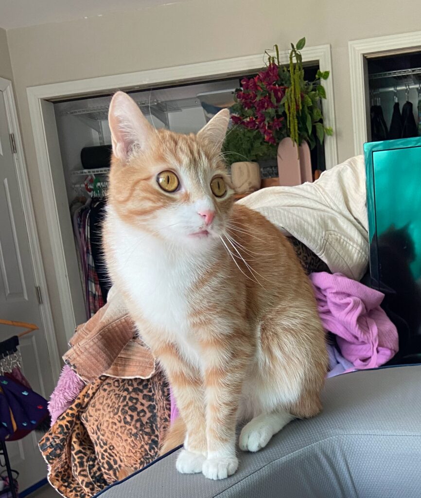 A closeup photo of a striped orange and white cat. There is a messy room in the background.