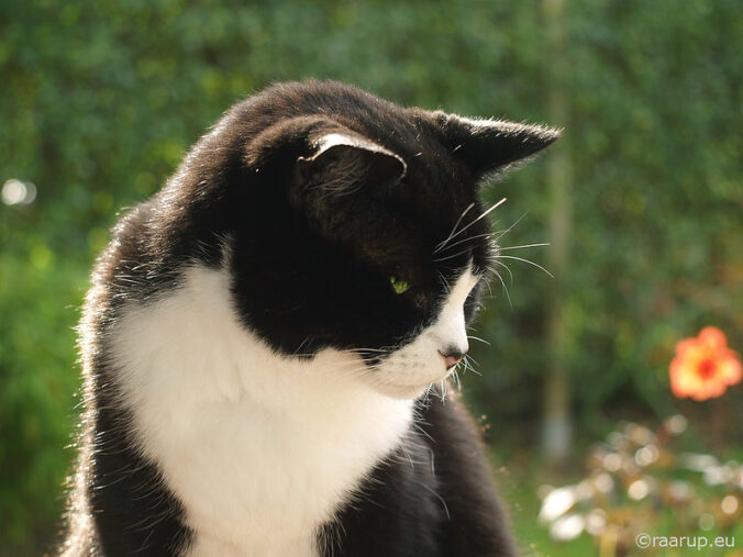 a black and white cat