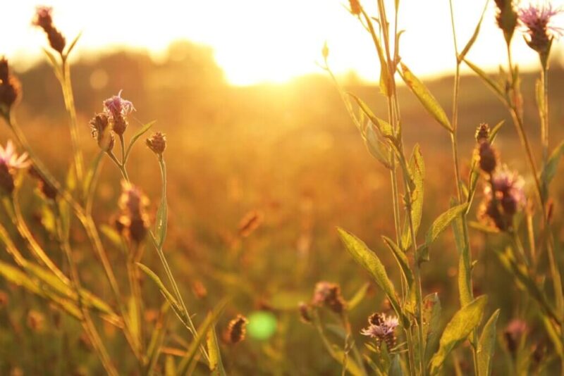 A stock photo of wildflowers and afternoon sunshine in a field.