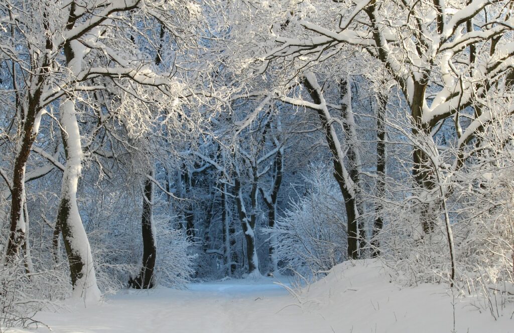 A photo of a snowy forest with a mysterious dark path in the distance.